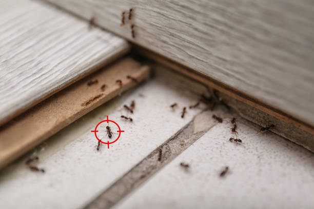 Best Commercial Pest Control Services  in Weatogue, CT